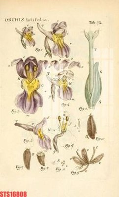 File in trần Tranh sơn dầu phương tây tổng hợp STS16808 (bản gốc) hoa văn