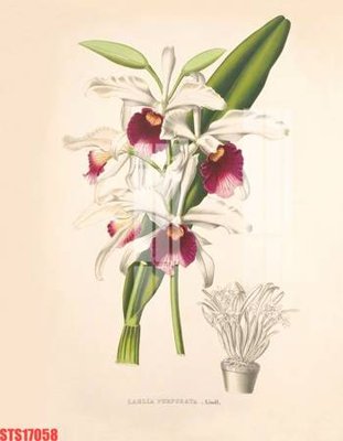 File PSD Tranh sơn dầu phương tây tổng hợp STS17058 (nguyên bản) cho thiết kế