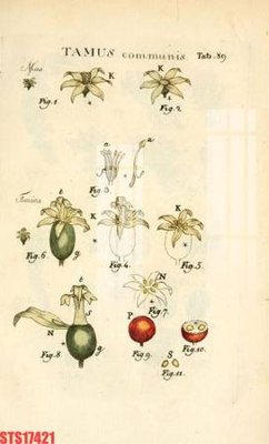 Tải file PSD Tranh sơn dầu phương tây tổng hợp STS17421 (nguyên layer) để in