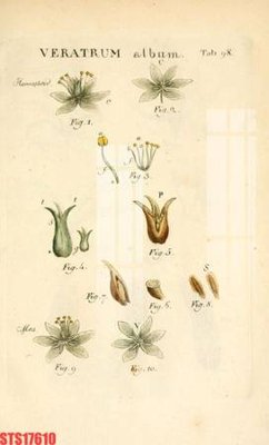 Ảnh gốc Tranh sơn dầu phương tây tổng hợp STS17610 (độ nét cao) in tráng gương