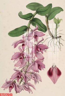 File gốc Tranh sơn dầu phương tây tổng hợp STS17645 (in lụa) hoa văn cổ điển