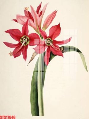 File in ấn Tranh sơn dầu phương tây tổng hợp STS17646 (bản gốc) sắc nét