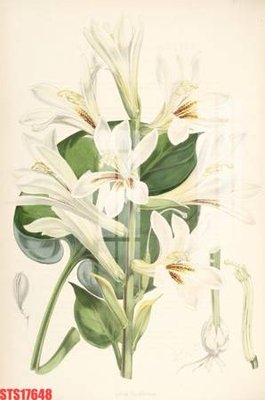 File tranh Tranh sơn dầu phương tây tổng hợp STS17648 (gốc) chủ đề trẻ em