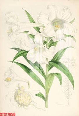 File tranh PSD Tranh sơn dầu phương tây tổng hợp STS17650 chất lượng cao