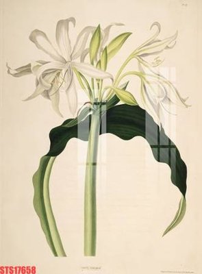 File gốc Tranh sơn dầu phương tây tổng hợp STS17658 (ảnh chi tiết) để in trần