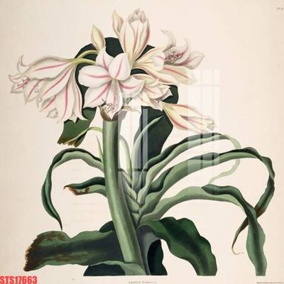 File ảnh Tranh sơn dầu phương tây tổng hợp STS17663 (gốc) in quảng cáo ngoài trời