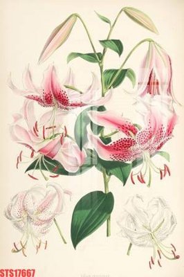 File ảnh Tranh sơn dầu phương tây tổng hợp STS17667 (gốc) in backdrop sự kiện