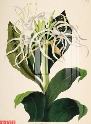 File gốc in ấn Tranh sơn dầu phương tây tổng hợp STS17673 chuẩn màu CMYK