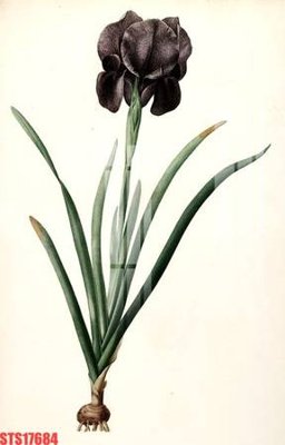 File in trần Tranh sơn dầu phương tây tổng hợp STS17684 (file gốc) xuyên sáng