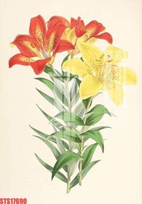 File ảnh Tranh sơn dầu phương tây tổng hợp STS17690 (gốc) in poster