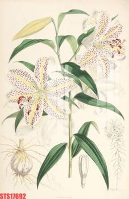 File gốc Tranh sơn dầu phương tây tổng hợp STS17692 (AI/EPS) cho in ấn