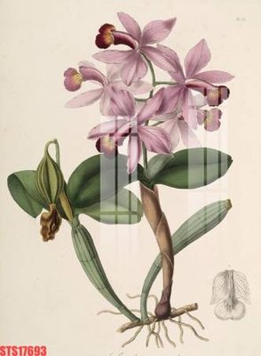 File in lụa Tranh sơn dầu phương tây tổng hợp STS17693 (tân cổ điển) Tranh sơn dầu phương tây tổng hợp STS17693