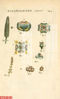 File ảnh Tranh sơn dầu phương tây tổng hợp STS18141 (gốc) in quảng cáo ngoài trời