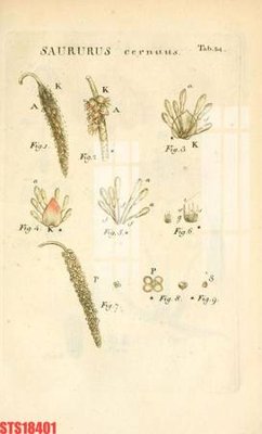 File gốc Tranh sơn dầu phương tây tổng hợp STS18401 (in ấn) màu sắc trung thực