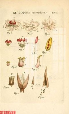 File gốc in ấn Tranh sơn dầu phương tây tổng hợp STS18539 (sẵn sàng tải về)