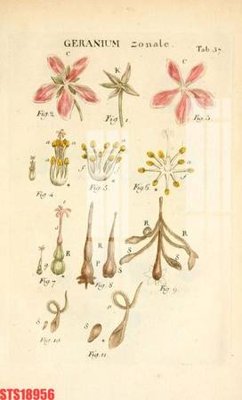 File tranh gốc Tranh sơn dầu phương tây tổng hợp STS18956 (bản quyền) Filetranh.com