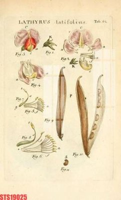 Tải file gốc in lụa Tranh sơn dầu phương tây tổng hợp STS19025 siêu nét