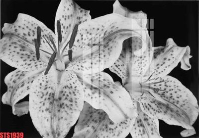 File in trần Tranh sơn dầu phương tây tổng hợp STS1939 (file gốc) phong thủy