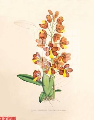 Ảnh gốc Tranh sơn dầu phương tây tổng hợp STS19400 (siêu chi tiết) để in ấn