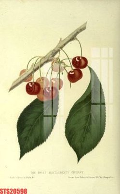 Download file tranh Tranh sơn dầu phương tây tổng hợp STS20598 (file gốc PSD)