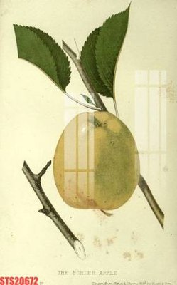 Download file Tranh sơn dầu phương tây tổng hợp STS20672 (gốc) in mica ốp bếp