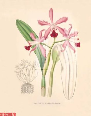 Tải file gốc Tranh sơn dầu phương tây tổng hợp STS20978 (in khổ lớn) không mờ