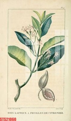 File PSD Tranh sơn dầu phương tây tổng hợp STS21060 (bản gốc) đã tách nền