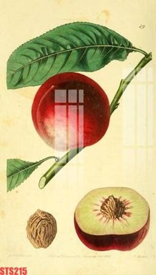 File gốc Tranh sơn dầu phương tây tổng hợp STS215 (trang trí) cho phòng khách