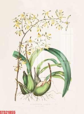 File in mica Tranh sơn dầu phương tây tổng hợp STS21855 (bản gốc) siêu trong