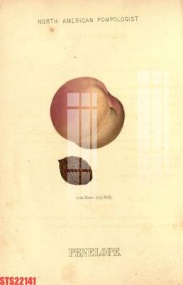 File tranh Tranh sơn dầu phương tây tổng hợp STS22141 (gốc) chủ đề trẻ em