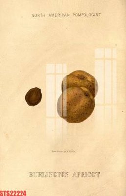 File PSD Tranh sơn dầu phương tây tổng hợp STS22224 (gốc) tách lớp chi tiết