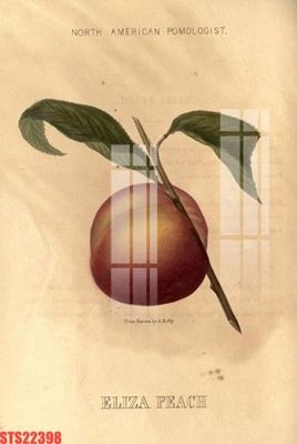 File PSD Tranh sơn dầu phương tây tổng hợp STS22398 (bản gốc) chất lượng nhất