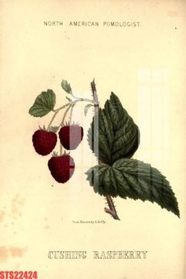 File in trần Tranh sơn dầu phương tây tổng hợp STS22424 (file gốc) xuyên sáng