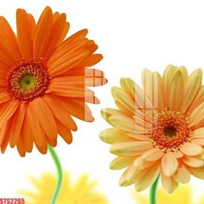 File in ấn chuyên nghiệp Tranh sơn dầu phương tây tổng hợp STS2265 (file gốc)