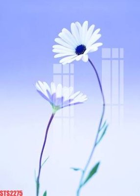 Tải file Tranh sơn dầu phương tây tổng hợp STS2275 (gốc) làm file thiết kế