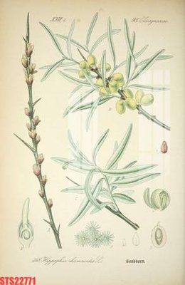 Tải file Tranh sơn dầu phương tây tổng hợp STS22771 (gốc) để in ấn ngay