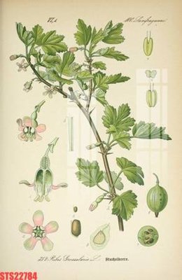 Ảnh gốc Tranh sơn dầu phương tây tổng hợp STS22784 (siêu chi tiết) để in ấn