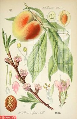 File gốc in mica Tranh sơn dầu phương tây tổng hợp STS22855 chất lượng