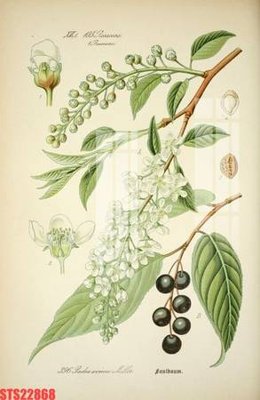 File tranh Tranh sơn dầu phương tây tổng hợp STS22868 (gốc) chủ đề tĩnh vật