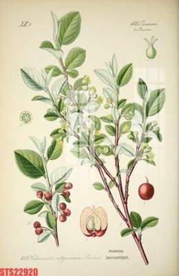 File PSD Tranh sơn dầu phương tây tổng hợp STS22920 (gốc) cho in quảng cáo