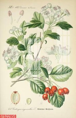 File in trần Tranh sơn dầu phương tây tổng hợp STS22959 (bản gốc 3D) sống động