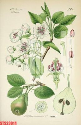 File in ấn cao cấp Tranh sơn dầu phương tây tổng hợp STS23014 (file gốc)