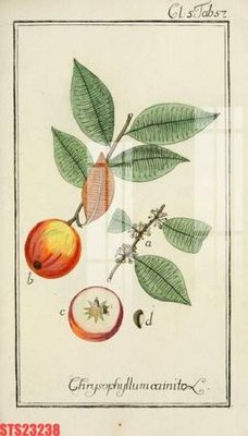 File gốc Tranh sơn dầu phương tây tổng hợp STS23238 (chuẩn màu) cho in offset