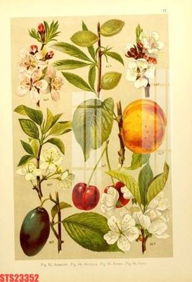 File tranh Tranh sơn dầu phương tây tổng hợp STS23352 (ảnh gốc) in trần xuyên sáng