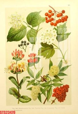 File in ấn Tranh sơn dầu phương tây tổng hợp STS23479 (bản gốc) chất lượng cao