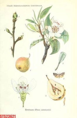 File tranh Tranh sơn dầu phương tây tổng hợp STS23621 (gốc) chủ đề động vật