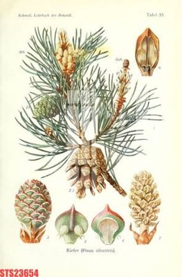 File tranh gốc PSD Tranh sơn dầu phương tây tổng hợp STS23654 còn nguyên layer