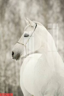 File tranh Tranh sơn dầu phương tây tổng hợp STS24070 (gốc) chủ đề tĩnh vật