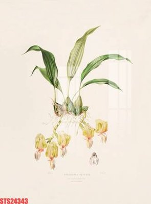 File in mica Tranh sơn dầu phương tây tổng hợp STS24343 (bản gốc) siêu trong