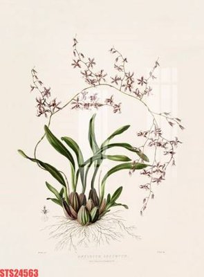 File tranh Tranh sơn dầu phương tây tổng hợp STS24563 (ảnh gốc) độ nét vượt trội